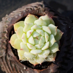 Live succulent plant | Echeveria derenbergii