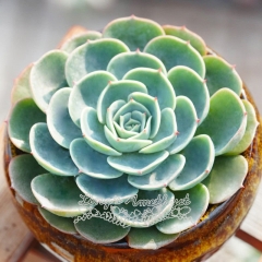 Live succulent plant | Echeveria secunda var. glauca