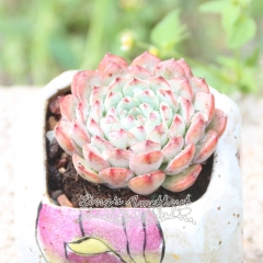Live succulent plant | Echeveria Pink Minima