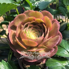 Live succulent plant | Aeonium 'Halloween'