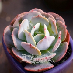 Live succulent plant | Echeveria runyonii v