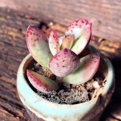 Live succulent plant | Adromischus 'Strawberry Cake'