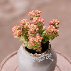 Live succulent plant | Crassula 'Tom Thumb'