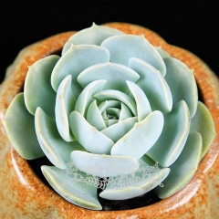 Live succulent plant | Echeveria runyonii Rose ex Walther