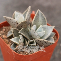 Live succulent plant | Lenophyllum guttatum