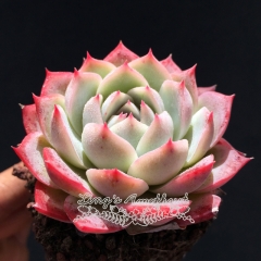 Live succulent plant | Echeveria 'Lonely star'