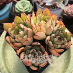 Live succulent plant | Echeveria 'Cinderella'