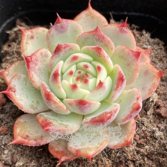 Live succulent plant | Echeveria 'Begonia'