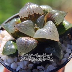 Live succulent plant | Haworthia 'Lake Akan'