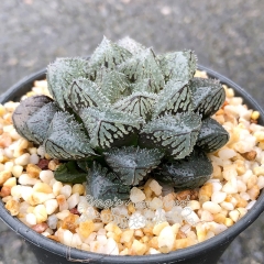 Live succulent plant | Haworthia 'Magic thorn'