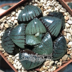 Live succulent plant | Haworthia 'Sun Moon Lake'