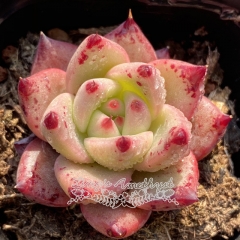 Live succulent plant | Echeveria 'Honey pink'