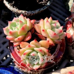 Live succulent plant | Echeveria 'Germania' / 'AK Maria'