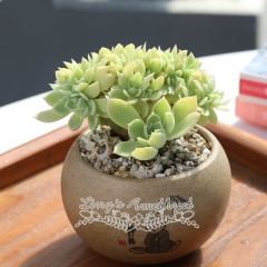 Live succulent plant | Echeveria Pansy 'cristata'