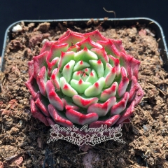 Live succulent plant | Echeveria minima cv Miniouhikou