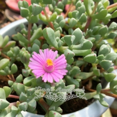 Live succulent plant | Oscularia pedunculata