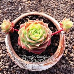 Live succulent plant | xGraptoveria 'Jadeíta'