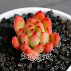 Live succulent plant | Echeveria Agavoides cv. Christmas eve