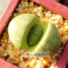 Live succulent plant | Pleiospilos nelii