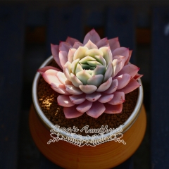 Live succulent plant | Echeveria elegans 'Josalyn'