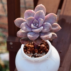 Live succulent plant | Graptopetalum superbum (Kimnach) Acev.-Rosas