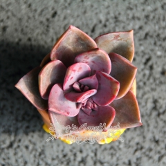 Live succulent plant | xGraptoveria 'Douglas Huth'