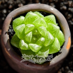 Live succulent plant | Haworthia cooperi 'Crystal'