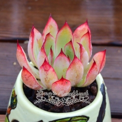 Live succulent plant | Echeveria 'peach blossom fairy'