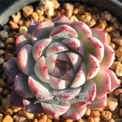 Live succulent plant | Echeveria elegans 'Dongting'