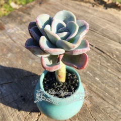 Live succulent plant | xPachyveria 'Orpet'