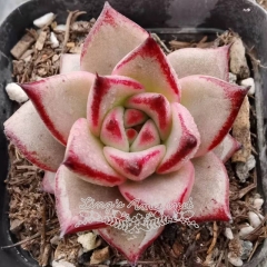 Live succulent plant | Echeveria agavoides 'sirius'