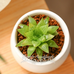 Live succulent plant | Haworthia cooperi var. leightonii