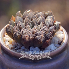 Live succulent plant | Haworthia hybrid 'Mirrorball'