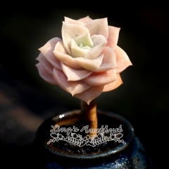 Live succulent plant | Echeveria 'Lovely Rose'