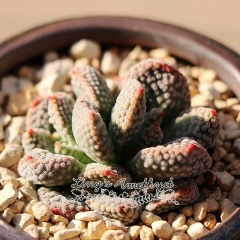 Live succulent plant | Crassula ausensis subsp. titanopsis