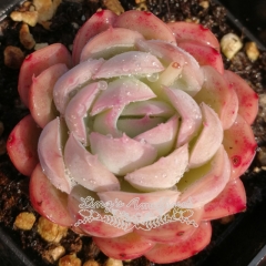 Live succulent plant | Echeveria 'Strawberry ice'
