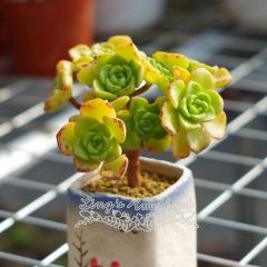 Live succulent plant | Aeonium LilyPad