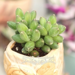 Live succulent plant | Pachyphytum compactum