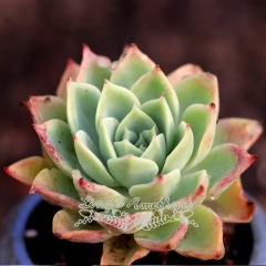 Live succulent plant | Echeveria Pansy