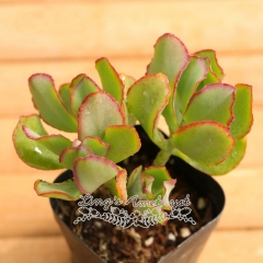 Live succulent plant | Crassula arborescens subsp. undulatifolia