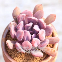 Live succulent plant | Echeveria 'Cupid'