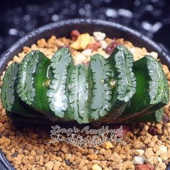 Live succulent plant | Haworthia truncata 'R2'