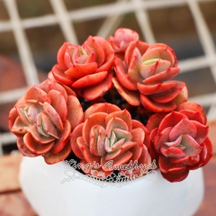 Live succulent plant | Echeveria Suyan