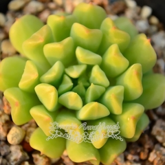 Live succulent plant | Echeveria 'Irish Mint'