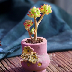 Live succulent plant | Echeveria supia