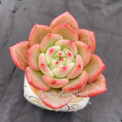 Live succulent plant | Echeveria Pink Champagne