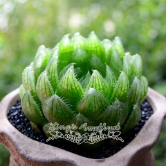 Live succulent plant | Haworthia cooperi var. picturata