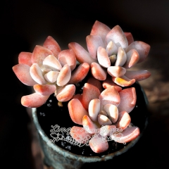 Live succulent plant | xGraptophytum 'Supreme'