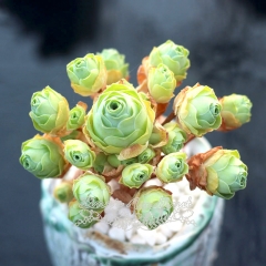 Live succulent plant | Aeonium dodrantale