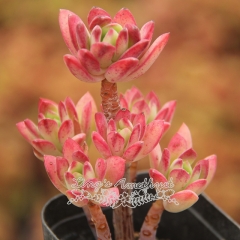Live succulent plant | Echeveria 'Minibelle'